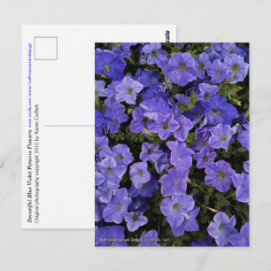 Fantastiskt blått Violet Petunia Flowers Photo Vykort