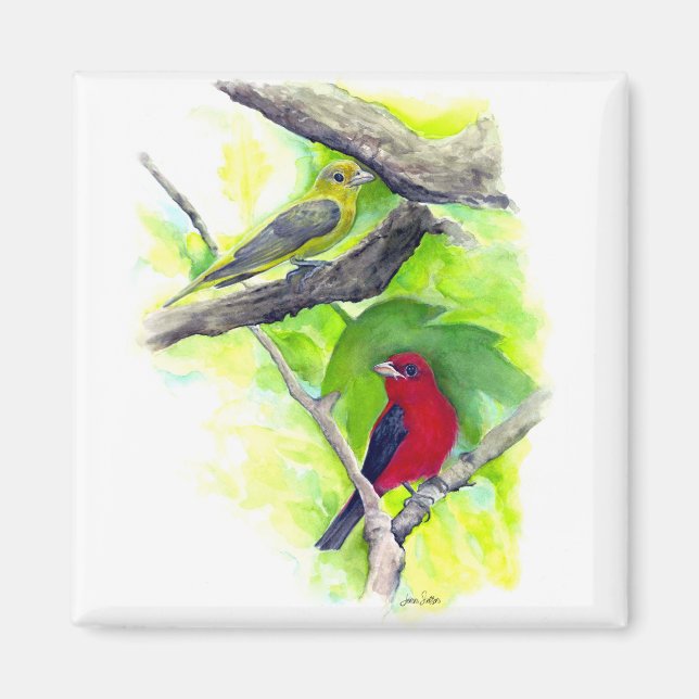 Fantastiskt målning av Scarlet Tanagers Magnet (Framsidan)
