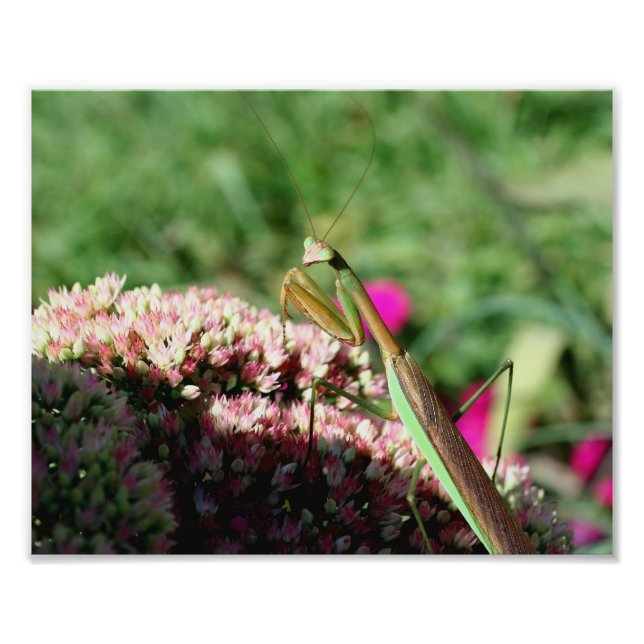 Fantastiskt tillämpande Mantis Insekt 10x8 Fototryck (Framsidan)