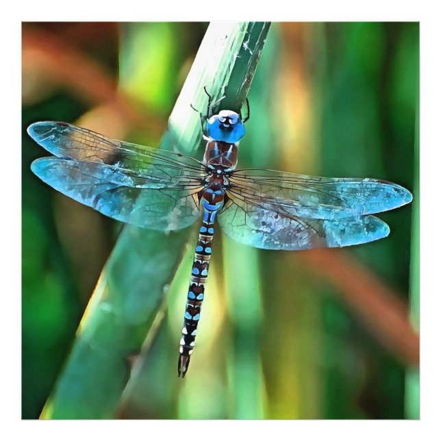 Fantasy Dragonfly in Turquise and Black Fototryck (Framsidan)