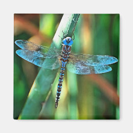 Fantasy Dragonfly in Turquise and Black Magnet