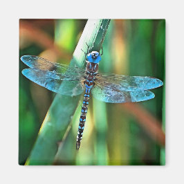 Fantasy Dragonfly in Turquise and Black Magnet