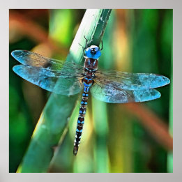 Fantasy Dragonfly in Turquise and Black Poster