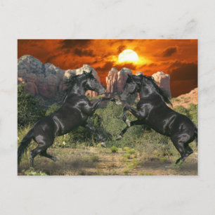 Fantasy Horses: Black Magic Vykort