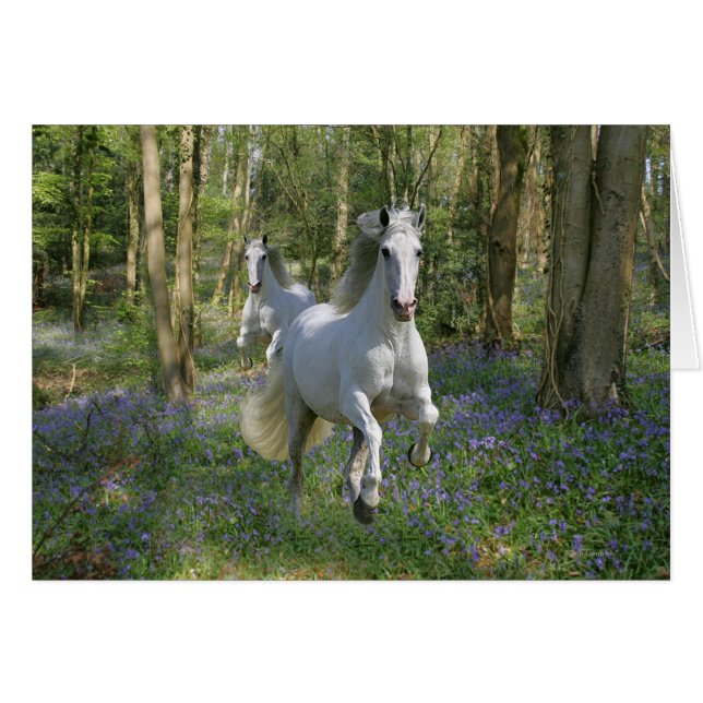 Fantasy Horses: Bluebell Wood Hälsningskort (Framsidan Horizontal)