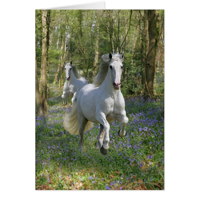 Fantasy Horses: Bluebell Wood Hälsningskort (Framsidan)