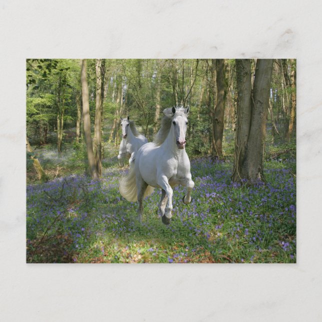 Fantasy Horses: Bluebell Wood Vykort (Framsida)