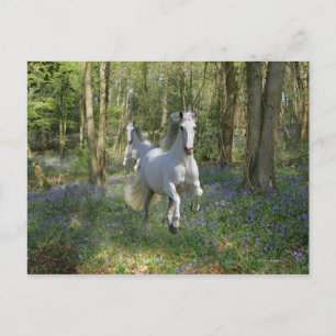 Fantasy Horses: Bluebell Wood Vykort