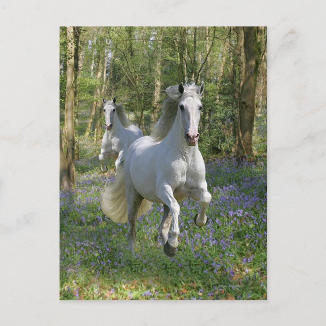 Fantasy Horses: Bluebell Wood Vykort (Framsida)
