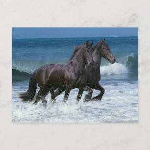 Fantasy Horses: Friesians & Sea Vykort