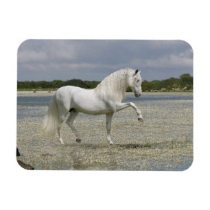 Fantasy Horses: Herre Sjö Magnet