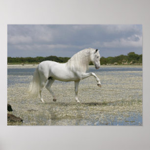 Fantasy Horses: Herre Sjö Poster