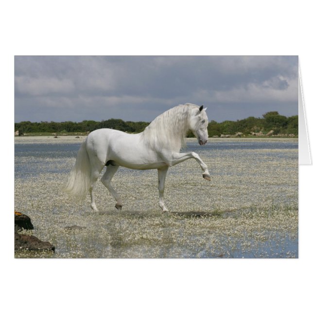 Fantasy Horses: Lord of the Sjö Hälsningskort (Framsidan Horizontal)