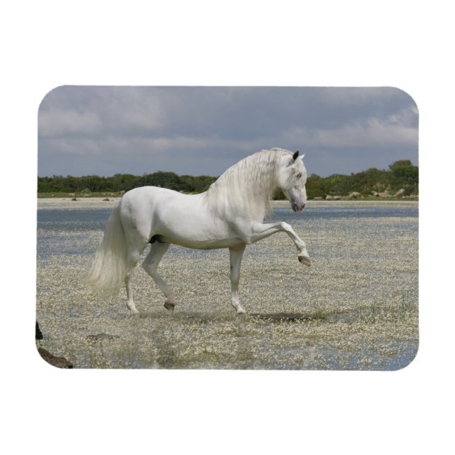Fantasy Horses: Lord of the Sjö Magnet (Horisontell)