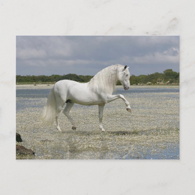 Fantasy Horses: Lord of the Sjö Vykort (Framsida)