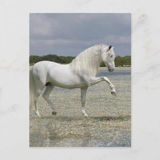 Fantasy Horses: Lord of the Sjö Vykort (Framsida)