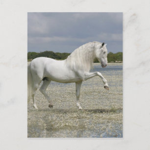 Fantasy Horses: Lord of the Sjö Vykort
