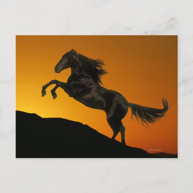 Fantasy Horses: Mountain Sunset Vykort (Framsida)