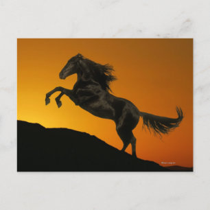 Fantasy Horses: Mountain Sunset Vykort