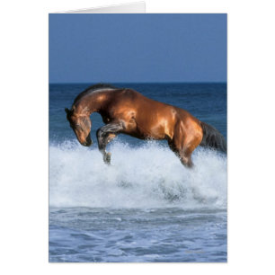Fantasy Horses: Selle Francais & Sea Hälsningskort