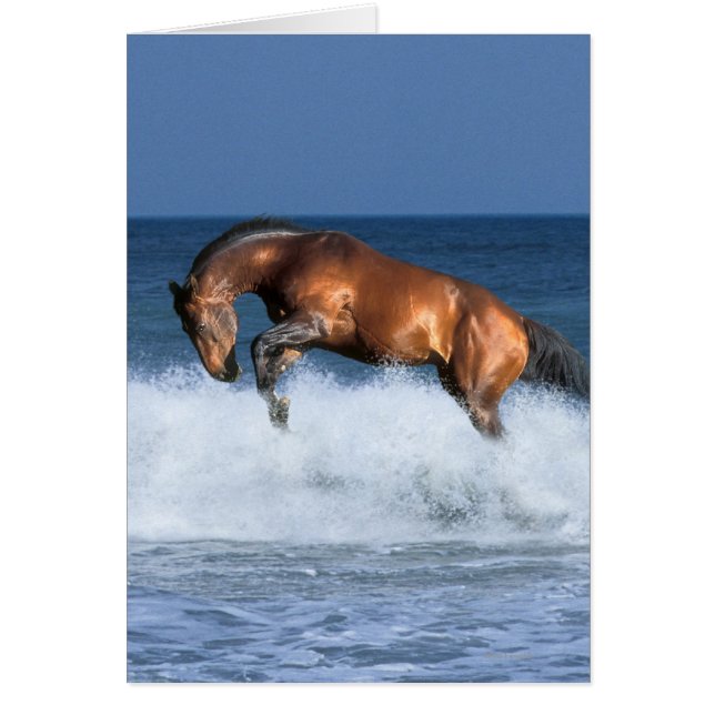 Fantasy Horses: Selle Francais & Sea Hälsningskort (Framsidan)