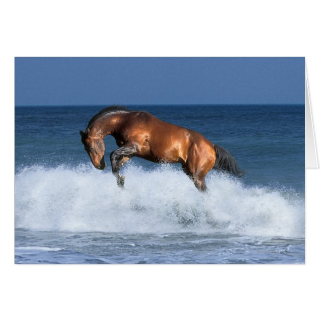 Fantasy Horses: Selle Francais & Sea Hälsningskort (Framsidan Horizontal)