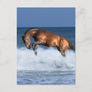 Fantasy Horses: Selle Francais & Sea Vykort