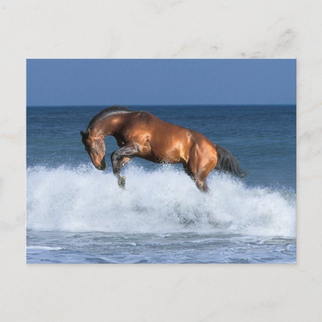 Fantasy Horses: Selle Francais & Sea Vykort (Framsida)