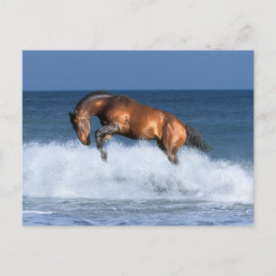 Fantasy Horses: Selle Francais & Sea Vykort