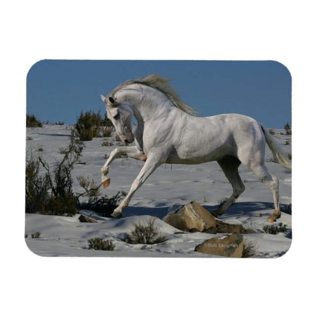 Fantasy Horses: Snö Kung Magnet (Horisontell)