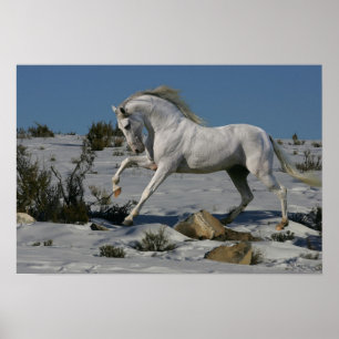 Fantasy Horses: Snö Kung Poster