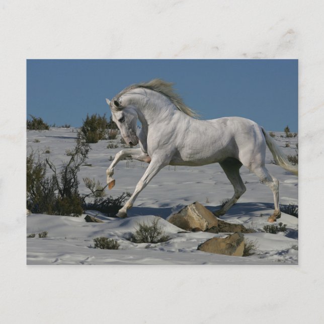 Fantasy Horses: Snö Kung Vykort (Framsida)