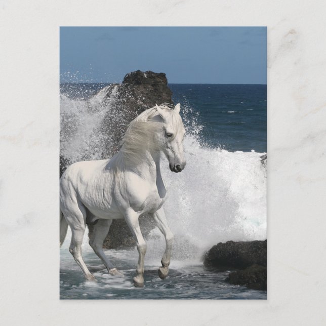 Fantasy Horses: Södra havet Vykort (Framsida)