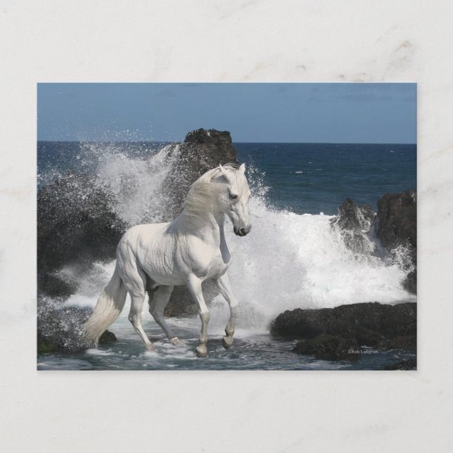 Fantasy Horses: Södra havet Vykort (Framsida)