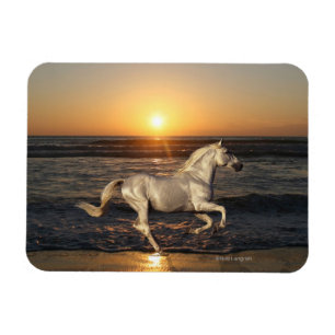 Fantasy Horses: Solnedgång Magnet