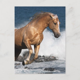 Fantasy Horses: Sommaren Stänk Vykort
