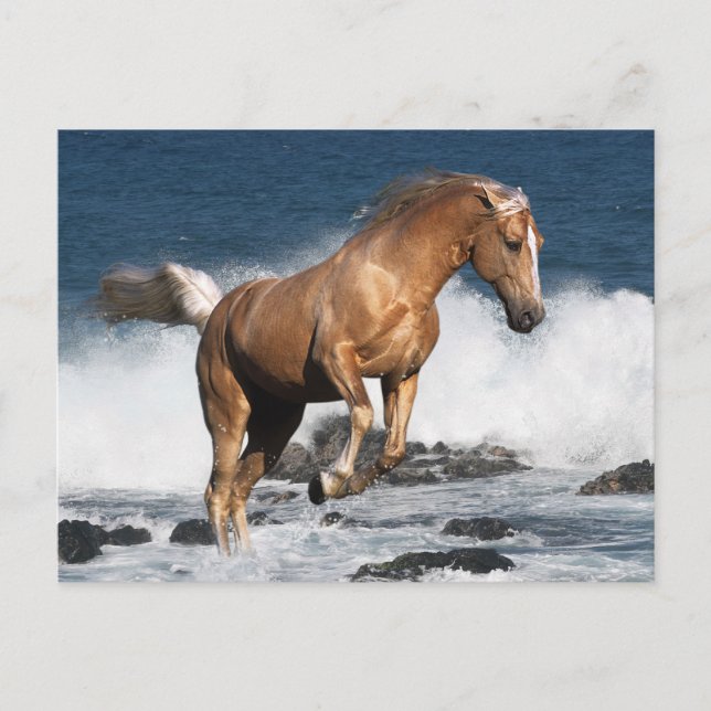 Fantasy Horses: Sommaren Stänk Vykort (Framsida)