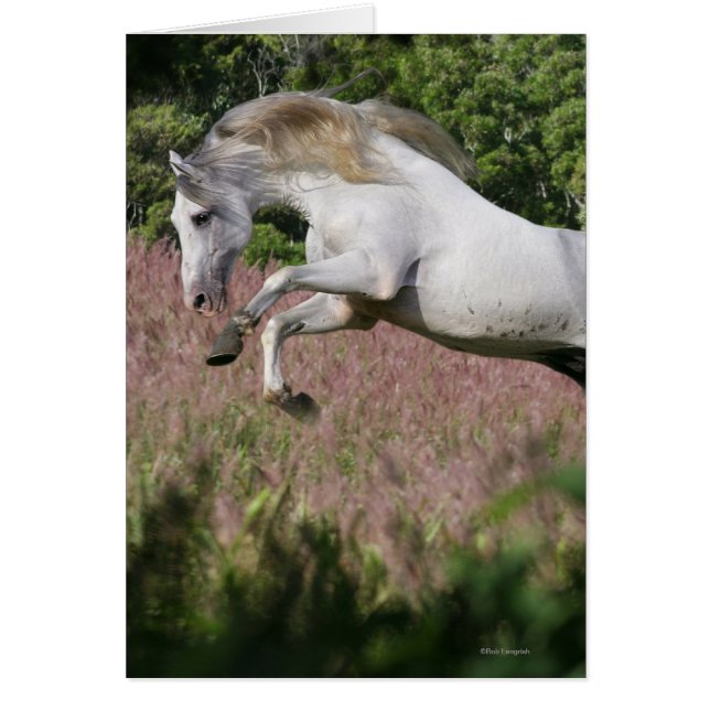 Fantasy Horses: Vår Gallop Hälsningskort (Framsidan)