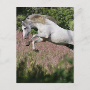 Fantasy Horses: Vår Gallop Vykort