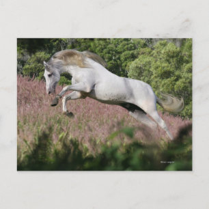 Fantasy Horses: Vår Gallop Vykort