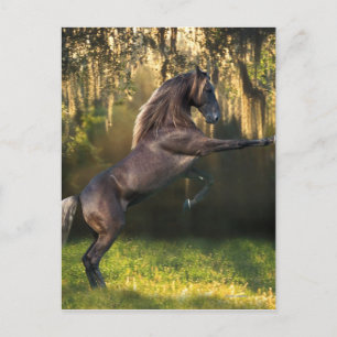 Fantasy Horses: Warrior Prince Vykort