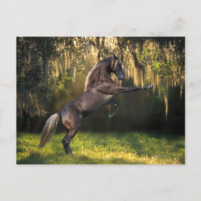 Fantasy Horses: Warrior Prince Vykort (Framsida)