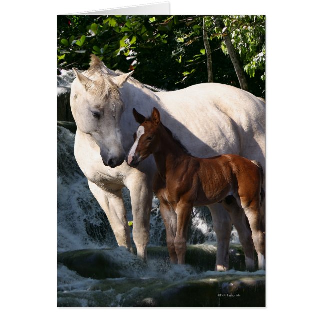 Fantasy Horses: Waterfall Hälsningskort (Framsidan)