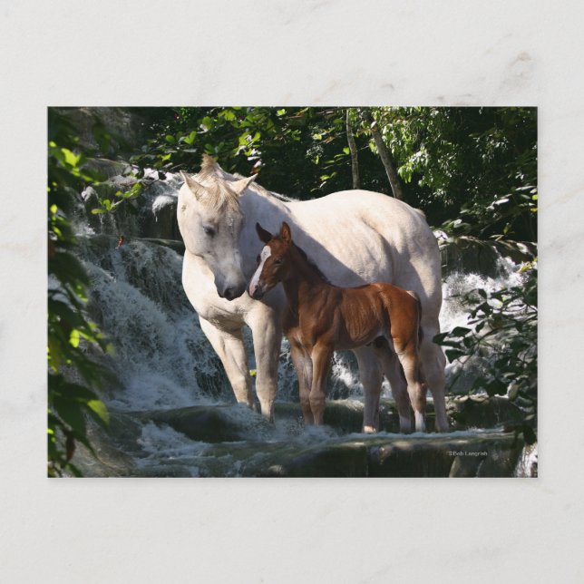 Fantasy Horses: Waterfall Vykort (Framsida)
