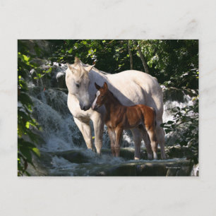 Fantasy Horses: Waterfall Vykort