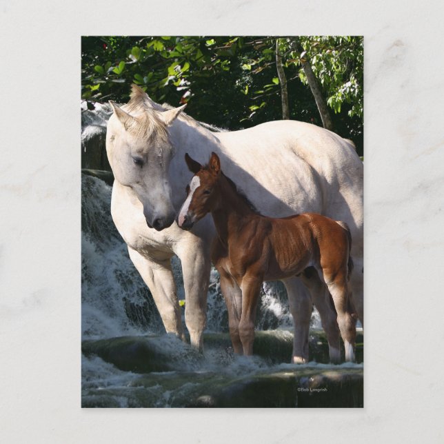 Fantasy Horses: Waterfall Vykort (Framsida)