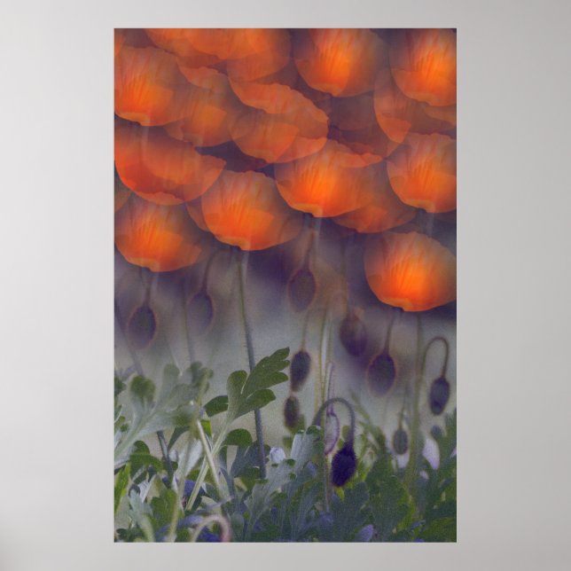 Fantasy Orange Poppy Himlar Poster (Framsidan)