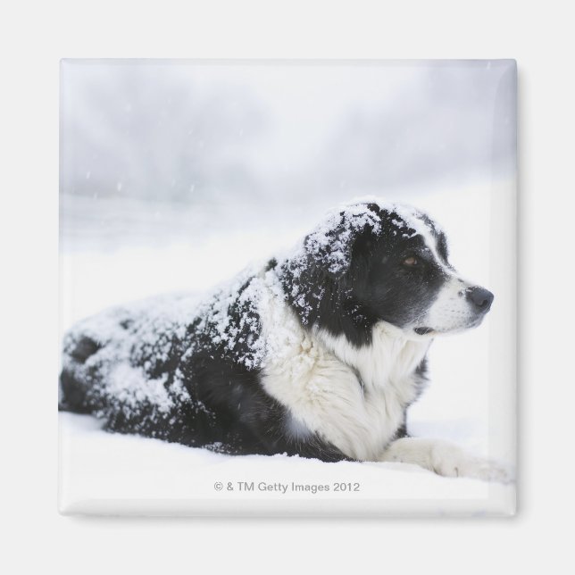 Får (Akbash/collie mix) som ljuger ut under Magnet (Framsidan)