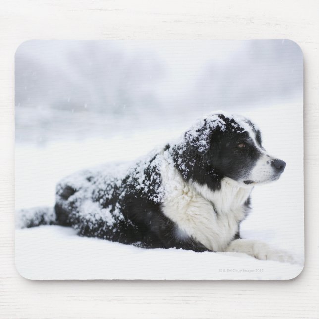 Får (Akbash/collie mix) som ljuger ut under Musmatta (Framsidan)