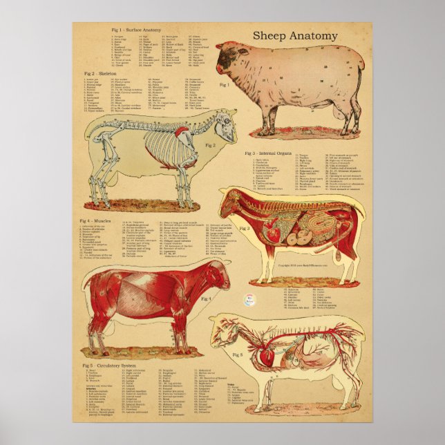 Får Anatomi Atlas Diagram Poster (Framsidan)